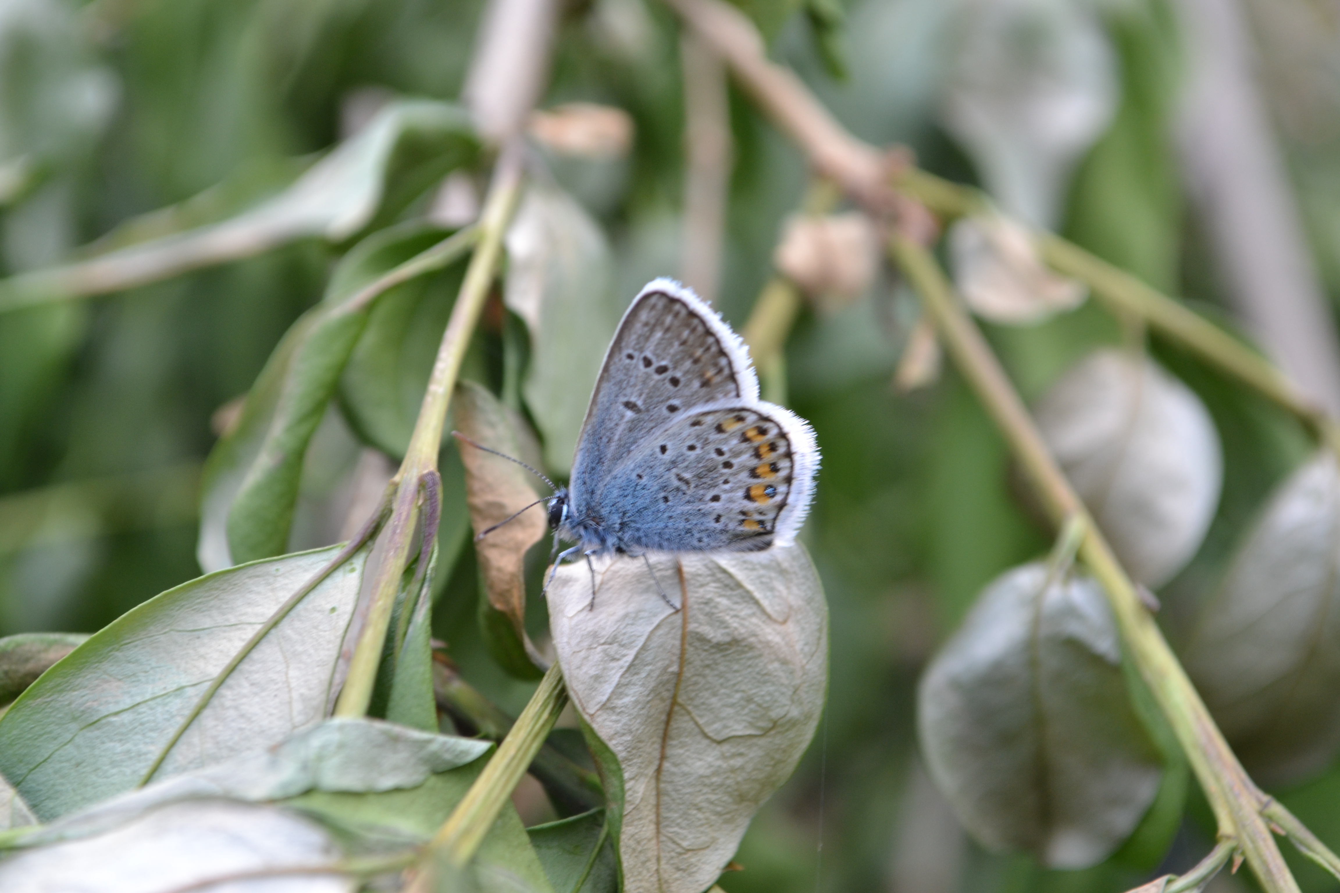 dsc_0227.JPG