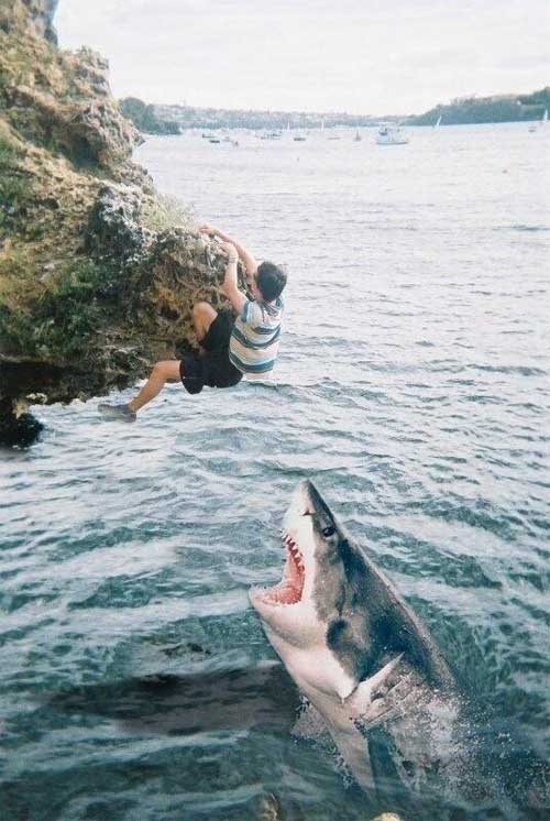 fake-vacation-photos-shark.jpg