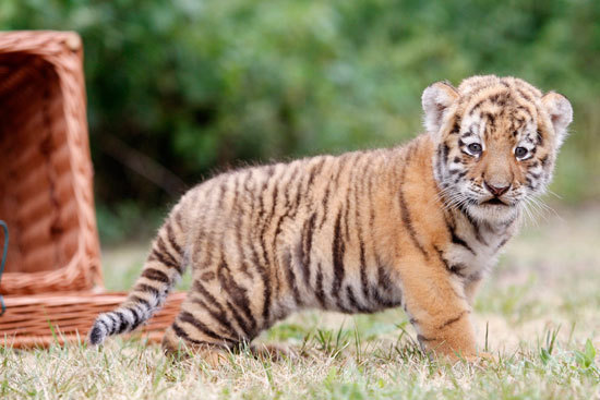 baby-tiger-sweety-babies-9050303-550-367.jpg