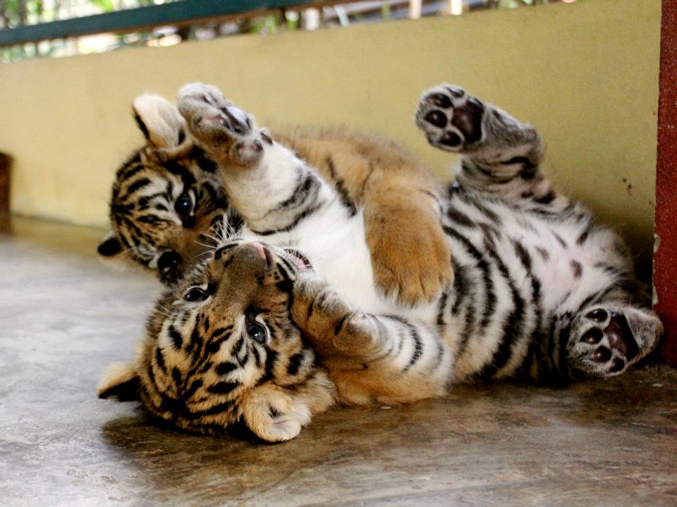 baby-tigers-in-thailand.jpg