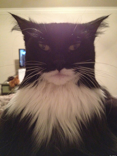 bat-cat-01.jpg