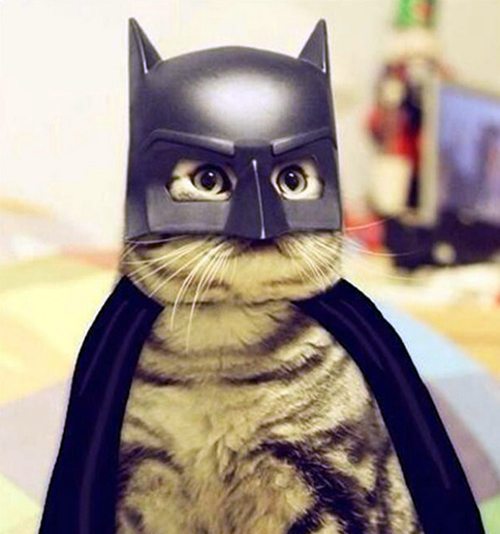 bat-cat-02.jpg