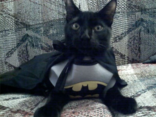 bat-cat-04.jpg