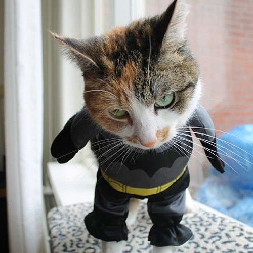 bat-cat-10.jpg