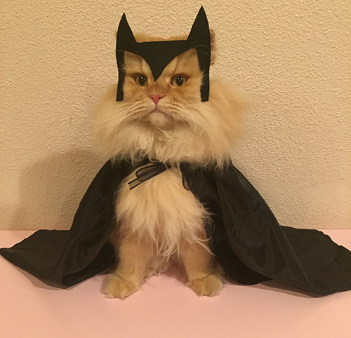 bat-cat-11.jpg