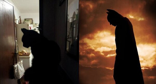 bat-cat-14.jpg