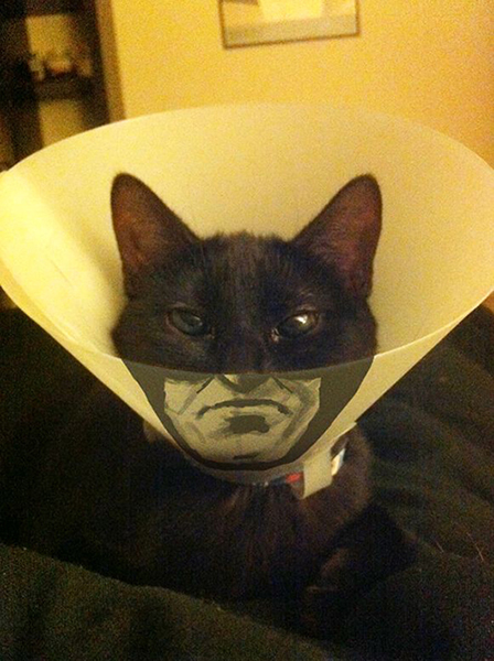 bat-cat-17.jpg