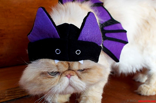 bat-cat-18.jpg