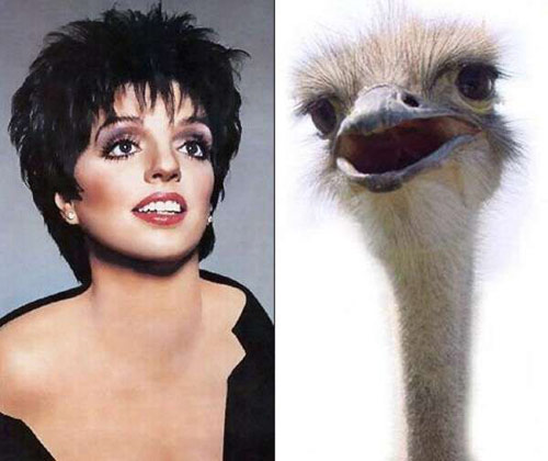 celeb-animals-liza-ostrich.jpg