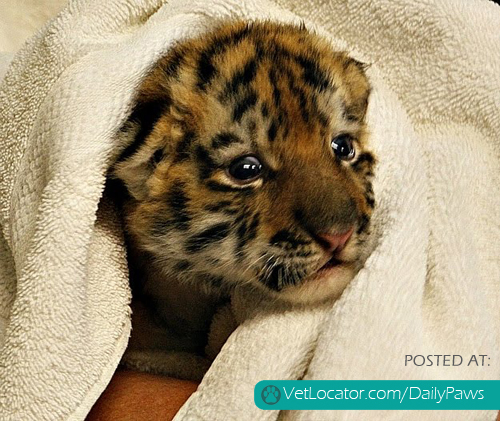cute-baby-tiger-bath-3.jpg