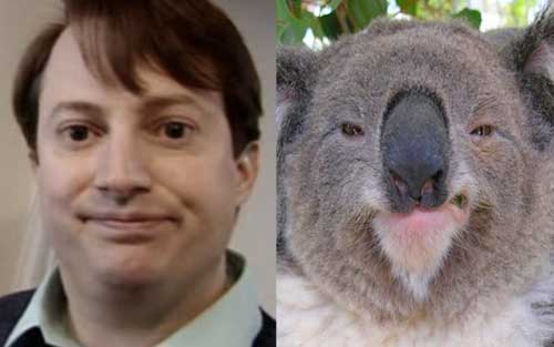 david-mitchell-koala.jpg