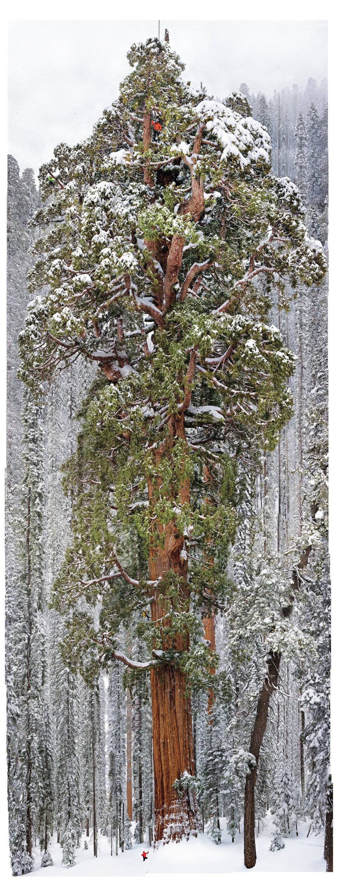 3_200_year_old_tree_in_the_sequoia_national_park.jpg