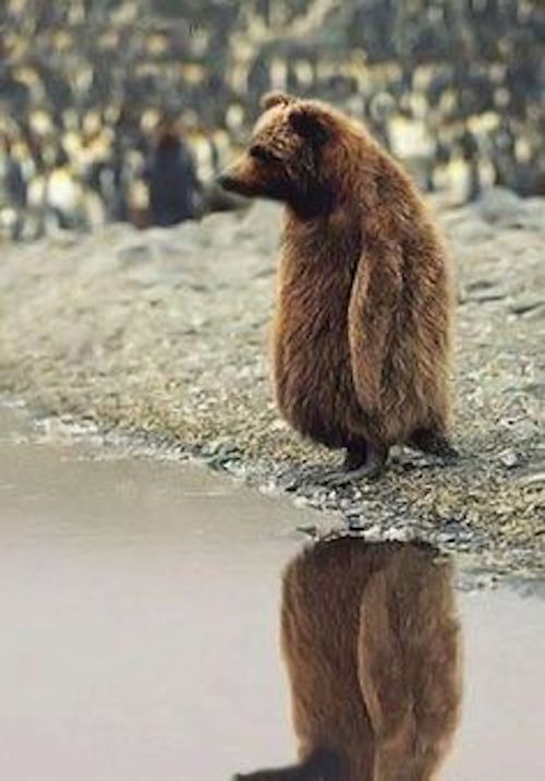 animal-hybrid-bear.jpg