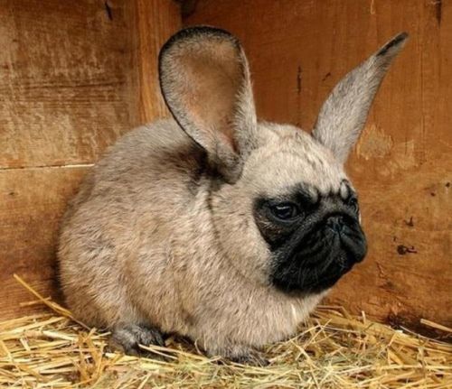 animal-hybrid-bundog.jpg