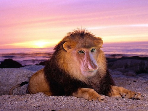 animal-hybrid-lion.jpg