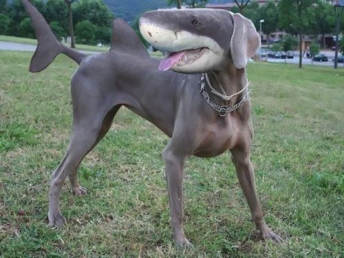 animal-hybrid-sharkdog.jpg
