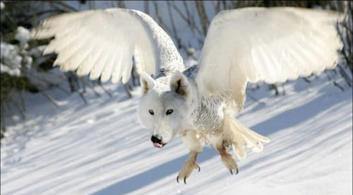 animal-hybrid-wolf.jpg