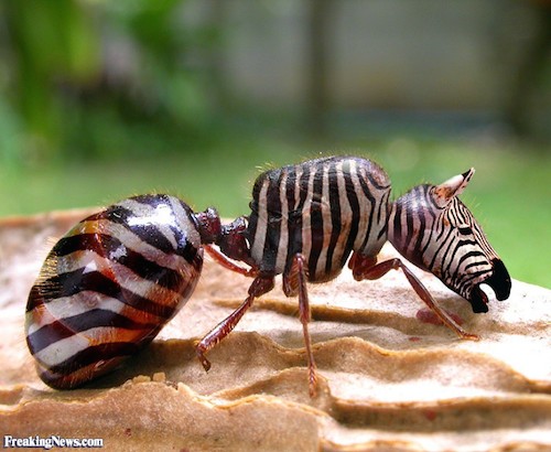 animal-hyrbid-zebraant.jpg