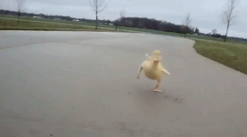 baby-running-duck-chase.gif