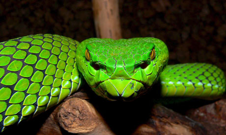 boa_exotic_snake_animal.jpg