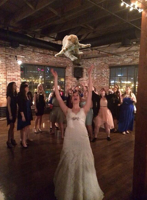 bride-cat-wumple1.jpg
