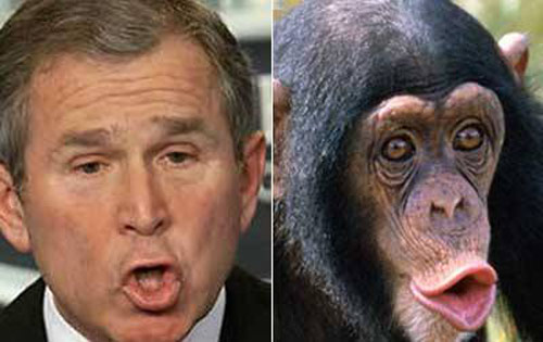 celeb-animals-bush-monkey.jpg