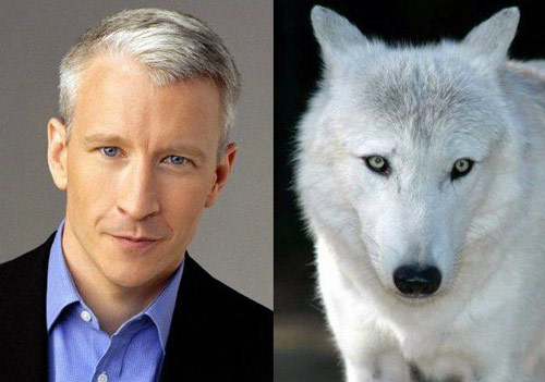 celeb-animals-cooper-wolf.jpg