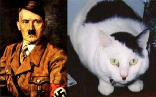 celeb-animals-hitler-cat.jpg