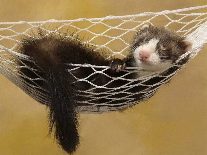 cute_funny_ferrets.jpg