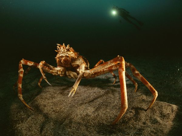 deep-sea02-spider-crab_18162_600x450.jpg