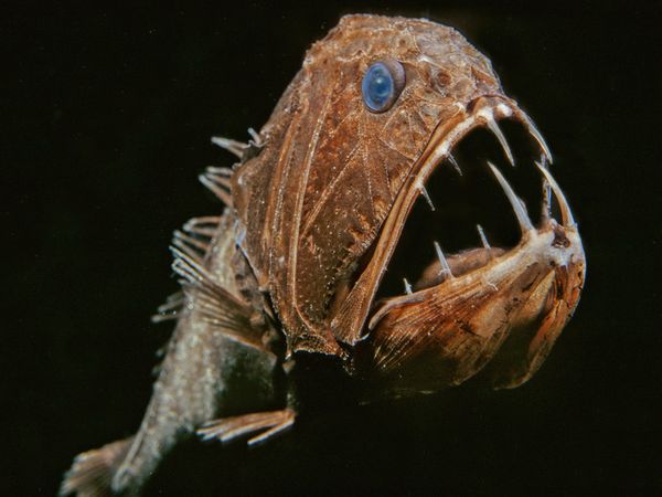 deep-sea04-fangtooth_18164_600x450.jpg