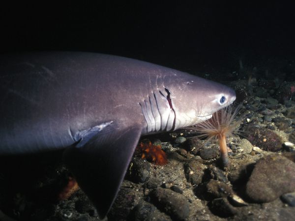 deep-sea05-six-gill-shark_18165_600x450.jpg