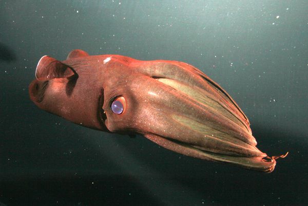 deep-sea08-vampire-squid_52086_600x450.jpg