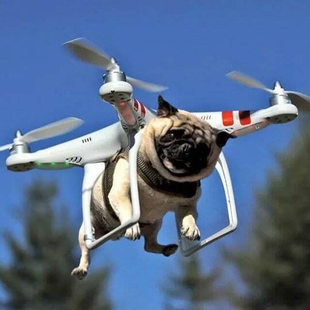drone-take-your-dog-for-a-walk.jpg