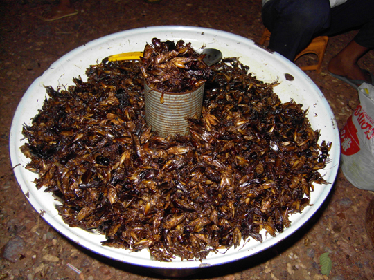 eating-bugs-in-cambodia.jpg