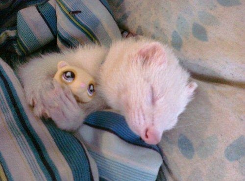 ferret-pictures-cute-funny-beautiful-animal-pics.jpg