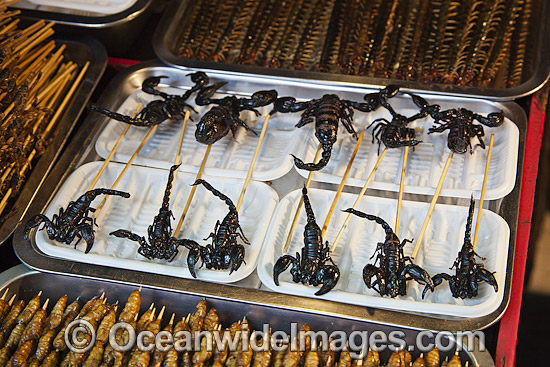 fried-insects-on-a-stick-70t5355-04.jpg