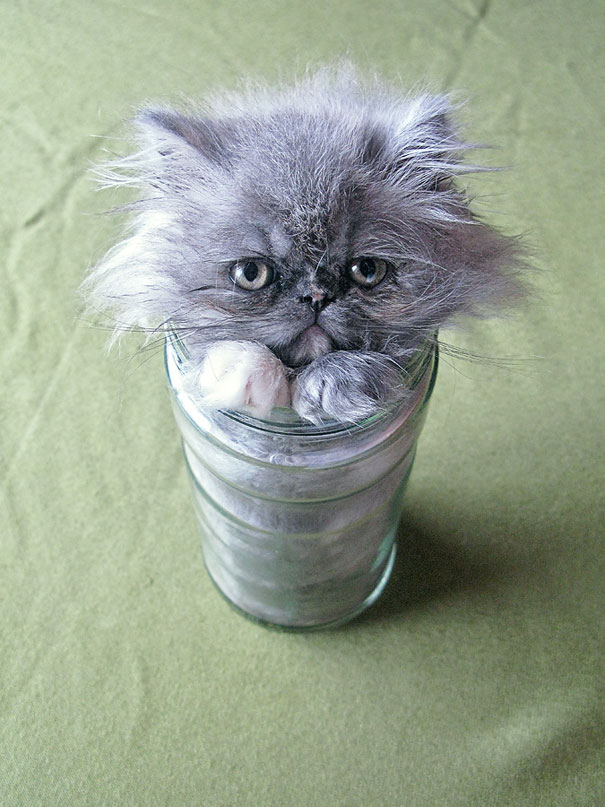 funny-liquid-cats-6.jpg