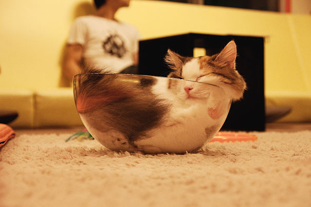funny-liquid-cats-7.jpg