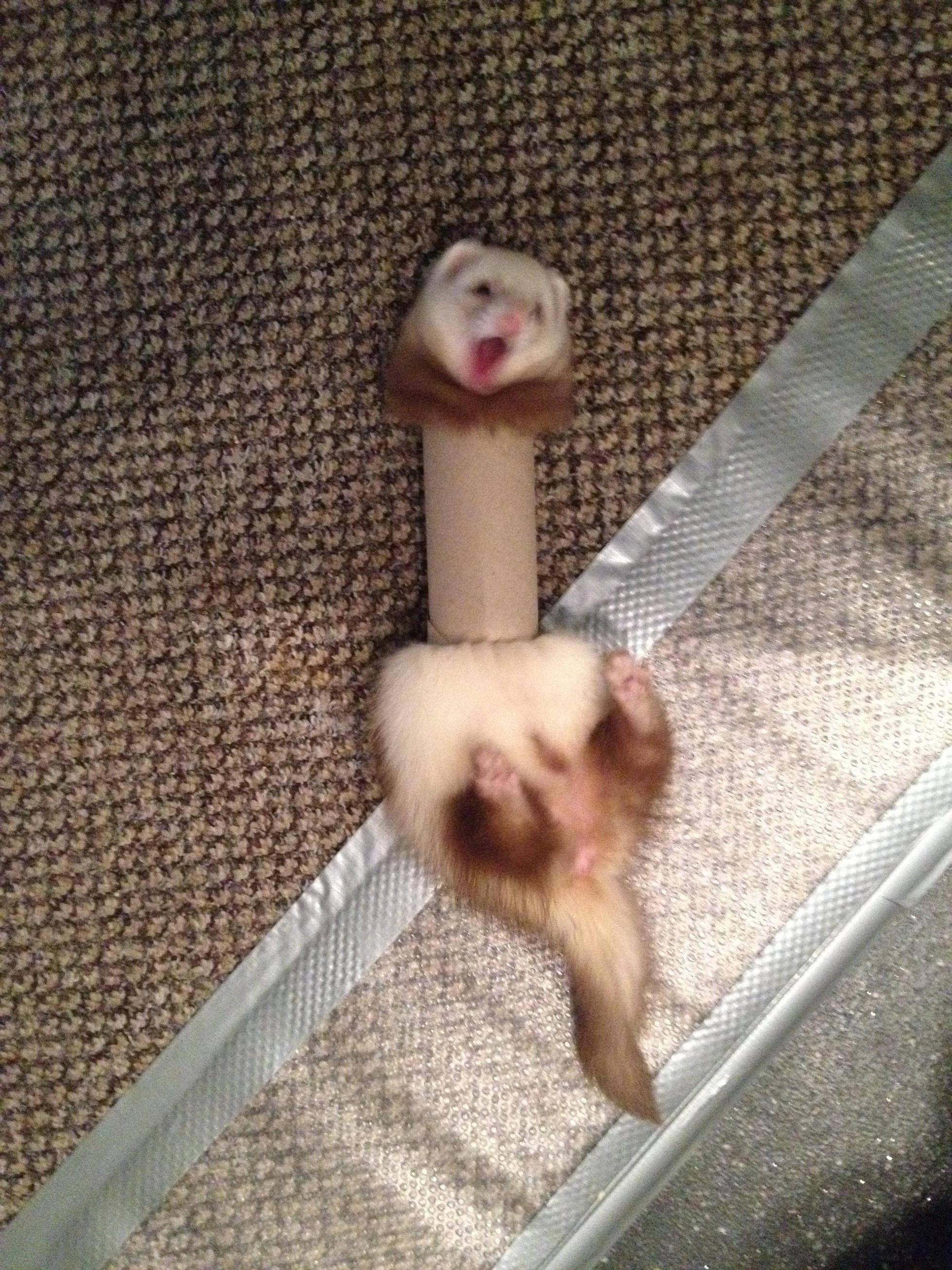 gif-ferret-animals-tube-1489508.jpeg