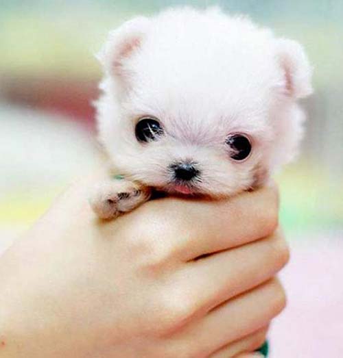 happy-worlds-cutest-dog.jpg