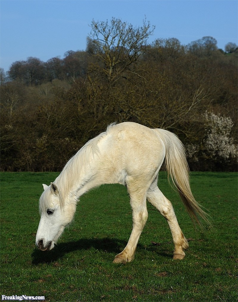 horse-with-two-legs--123237.jpg