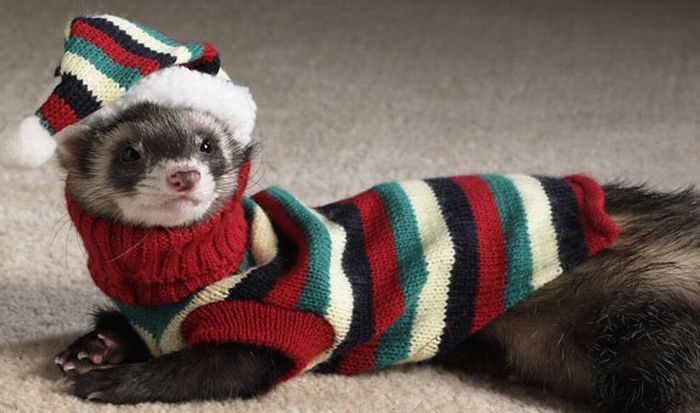 most_funny_ferrets_in_sweaters_4.jpg