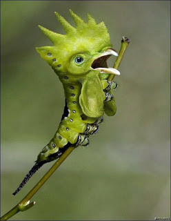 photoshop_animal_hybrid_caterpillar_rooster_humor.jpg