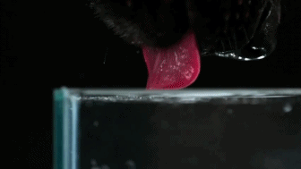 slow-motion-dogs-drinking-water.gif