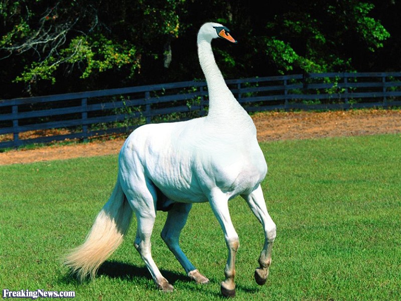 swan-head-horse--57380.jpg