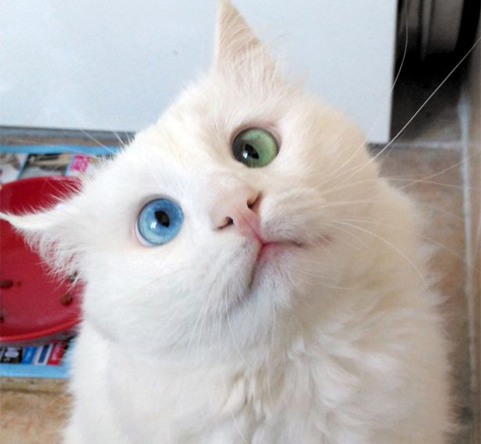 the-_world_s-most-beautiful-eyes_-land-of-cats.jpg