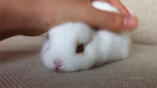 white-fluffy-bunny-rabbit.gif