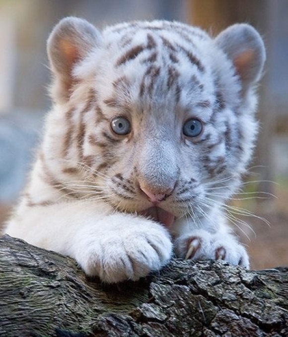 l-baby-white-tiger.jpg