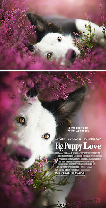 movie-poster-puppy.jpg